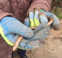 Female  Slow Worm