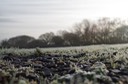 first frost Nov 2015 4