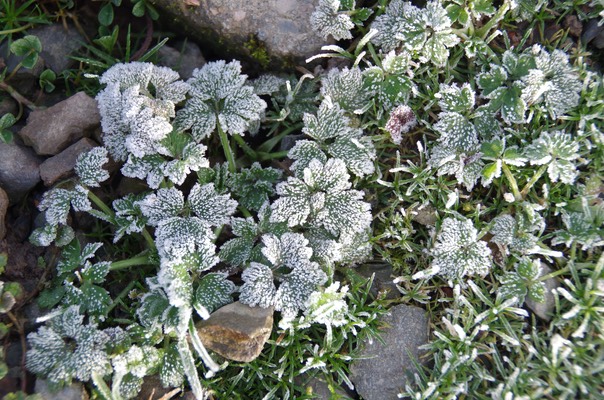 first frost Nov 2015