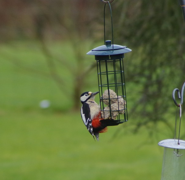 Greater Spotted Woodpecker 2