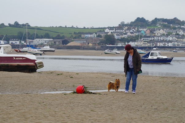 Instow dig friendly beach