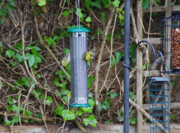 Siskin